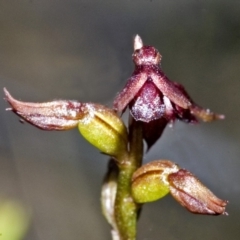 Corunastylis nuda (Tiny Midge Orchid) at Barringella, NSW - 15 Apr 2007 by AlanS