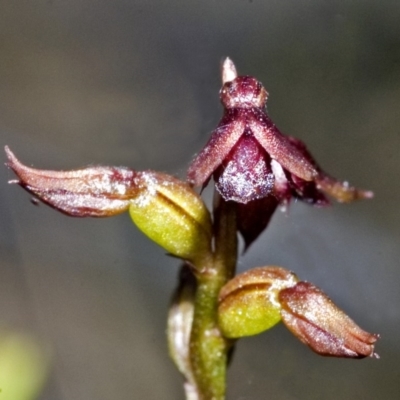 Corunastylis nuda (Tiny Midge Orchid) at Barringella, NSW - 16 Apr 2007 by AlanS