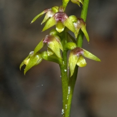 Corunastylis pumila (Green Midge Orchid) at Morton National Park - 25 Feb 2012 by AlanS