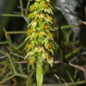 Corunastylis pumila at Moollattoo, NSW - 26 Feb 2012