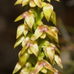 Corunastylis pumila at Moollattoo, NSW - 26 Feb 2012