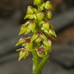 Corunastylis pumila at Kangaroo Valley, NSW - suppressed