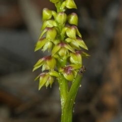 Corunastylis pumila at Kangaroo Valley, NSW - suppressed