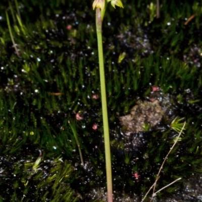 Corunastylis pumila (Green Midge Orchid) at Jervis Bay National Park - 1 Apr 2017 by AlanS