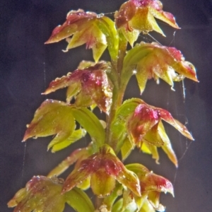 Corunastylis pumila at Yerriyong, NSW - suppressed