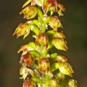 Corunastylis pumila at Yerriyong, NSW - suppressed