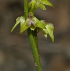Corunastylis pumila (Green Midge Orchid) at Browns Mountain, NSW - 3 Mar 2011 by AlanS