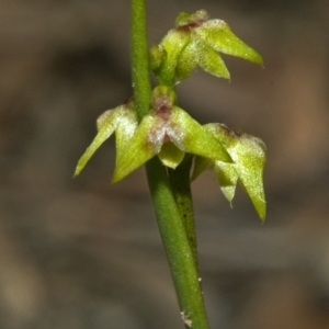 Corunastylis pumila at Browns Mountain, NSW - suppressed