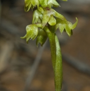 Corunastylis pumila at Browns Mountain, NSW - 4 Mar 2011