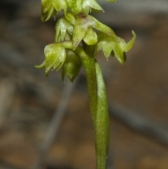 Corunastylis pumila at Browns Mountain, NSW - 4 Mar 2011