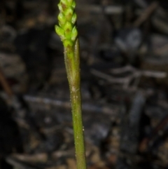 Corunastylis pumila (Green Midge Orchid) at Yerriyong, NSW - 27 Feb 2014 by AlanS