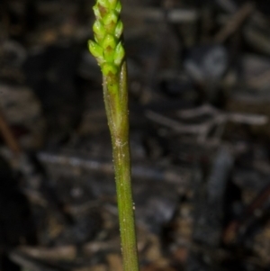 Corunastylis pumila at Yerriyong, NSW - 28 Feb 2014