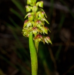Corunastylis pumila at Yerriyong, NSW - suppressed