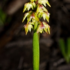 Corunastylis pumila (Green Midge Orchid) at Red Rocks, NSW - 8 Feb 2015 by AlanS