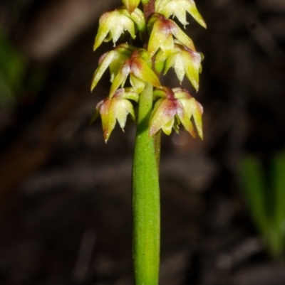 Corunastylis pumila (Green Midge Orchid) at Red Rocks, NSW - 8 Feb 2015 by AlanS