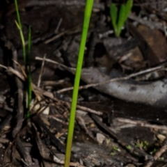 Corunastylis pumila at Red Rocks, NSW - suppressed
