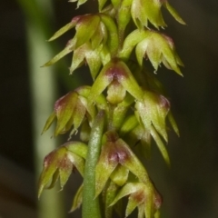 Corunastylis pumila (Green Midge Orchid) at Yerriyong, NSW - 18 Feb 2010 by AlanS