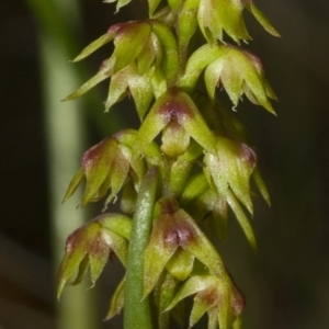 Corunastylis pumila at Yerriyong, NSW - suppressed