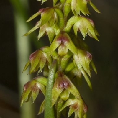 Corunastylis pumila (Green Midge Orchid) at Yerriyong, NSW - 17 Feb 2010 by AlanS