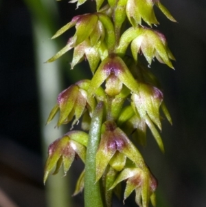 Corunastylis pumila at Yerriyong, NSW - suppressed