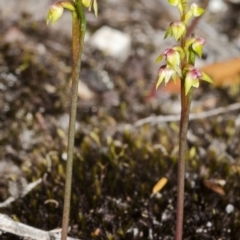 Corunastylis pumila (Green Midge Orchid) at Vincentia, NSW - 5 Mar 2015 by AlanS