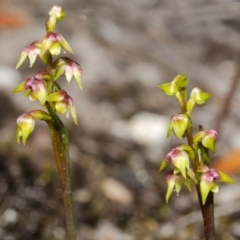 Corunastylis pumila at Vincentia, NSW - suppressed