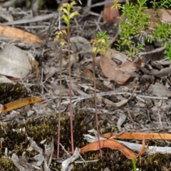 Corunastylis pumila at Vincentia, NSW - suppressed