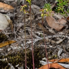 Corunastylis pumila at Vincentia, NSW - suppressed