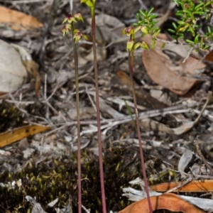 Corunastylis pumila at Vincentia, NSW - 5 Mar 2015