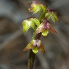 Corunastylis pumila (Green Midge Orchid) at Red Rocks, NSW - 27 Jan 2012 by AlanS