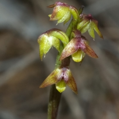 Corunastylis pumila (Green Midge Orchid) at Red Rocks, NSW - 27 Jan 2012 by AlanS