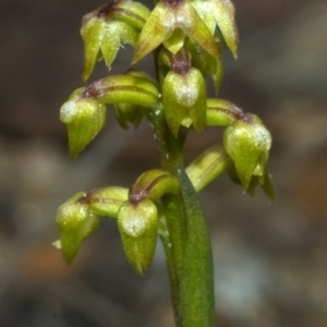 Corunastylis pumila at Red Rocks, NSW - 27 Jan 2012