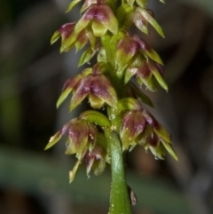 Corunastylis pumila (Green Midge Orchid) at Yerriyong, NSW - 4 Mar 2010 by AlanS