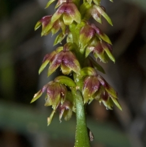 Corunastylis pumila at Yerriyong, NSW - suppressed