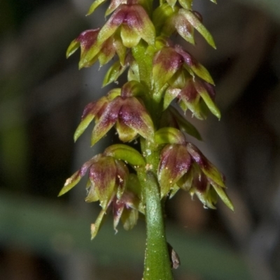 Corunastylis pumila (Green Midge Orchid) at Yerriyong, NSW - 3 Mar 2010 by AlanS
