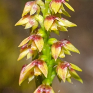 Corunastylis pumila at Vincentia, NSW - 24 Mar 2013