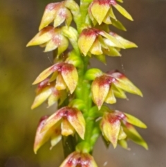 Corunastylis pumila (Green Midge Orchid) at Jervis Bay National Park - 23 Mar 2013 by AlanS