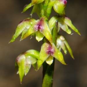 Corunastylis pumila at Yerriyong, NSW - suppressed