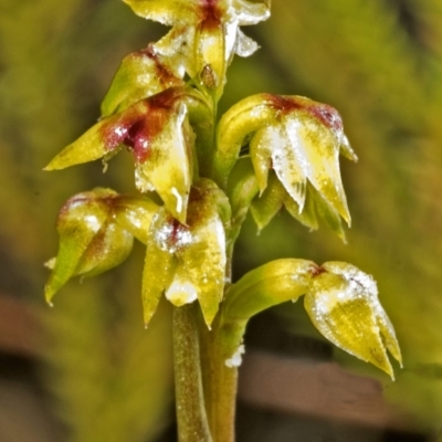 Corunastylis pumila (Green Midge Orchid) at Cambewarra Range Nature Reserve - 1 Mar 2006 by AlanS