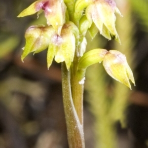 Corunastylis pumila at Browns Mountain, NSW - suppressed