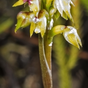 Corunastylis pumila at Browns Mountain, NSW - suppressed