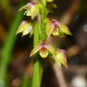 Corunastylis pumila at Yerriyong, NSW - 1 Mar 2012