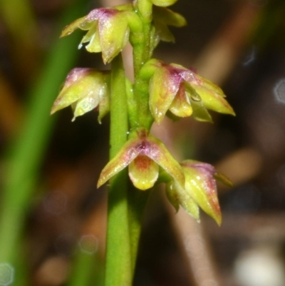 Corunastylis pumila (Green Midge Orchid) at Yerriyong, NSW - 29 Feb 2012 by AlanS