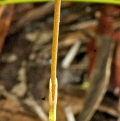 Corunastylis simulans (Blue Mountains Midge Orchid) at Browns Mountain, NSW - 1 Mar 2006 by AlanS