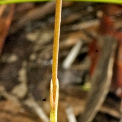 Corunastylis simulans (Blue Mountains Midge Orchid) at Browns Mountain, NSW - 2 Mar 2006 by AlanS