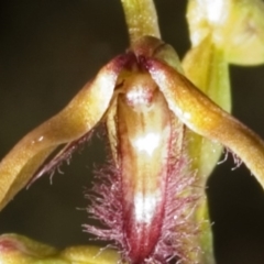 Corunastylis simulans at Browns Mountain, NSW - suppressed