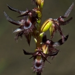 Corunastylis simulans (Blue Mountains Midge Orchid) at Browns Mountain, NSW - 3 Mar 2011 by AlanS