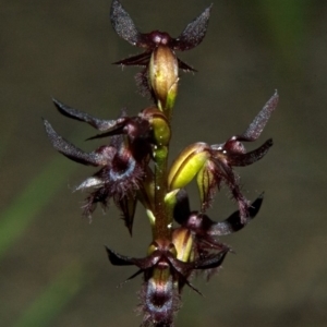 Corunastylis simulans at Browns Mountain, NSW - suppressed