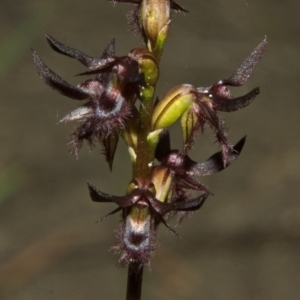 Corunastylis simulans at Browns Mountain, NSW - suppressed