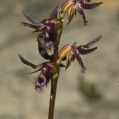 Corunastylis simulans at Browns Mountain, NSW - suppressed